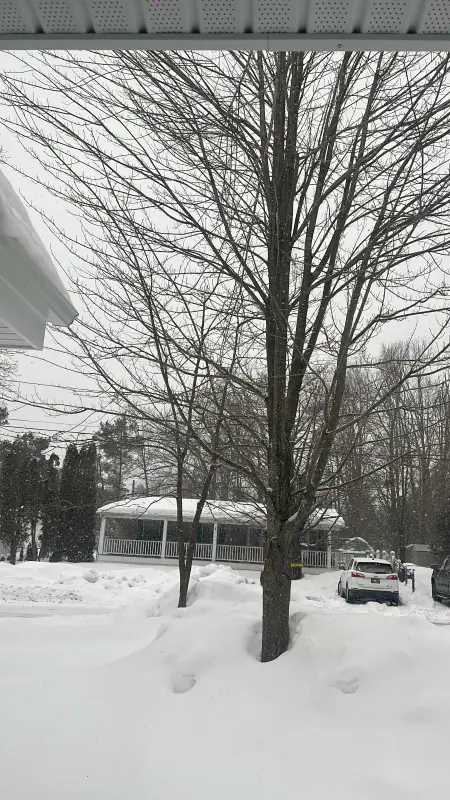 Harbor Springs harbor